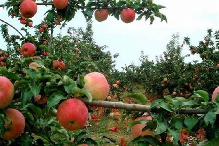 四年的苹果树八月份下旬怎么施肥,花芽才会多？