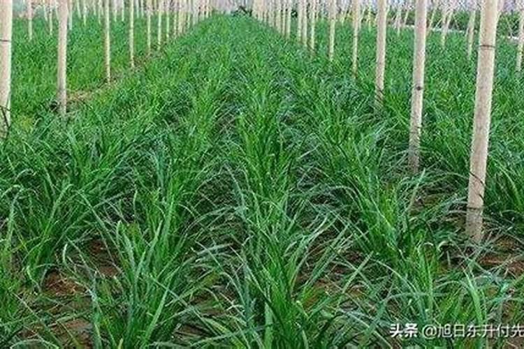 韭菜地蛆用什么药
