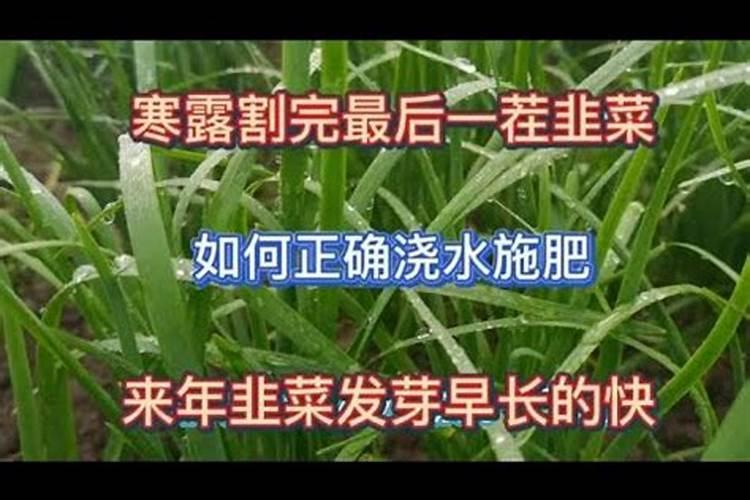 韭菜的正确浇水方法 韭菜如何浇水正确