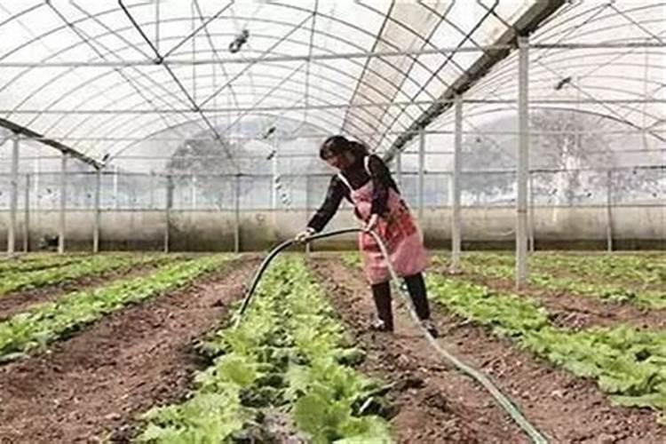 大棚芹菜寒潮来了可以冲施肥料吗