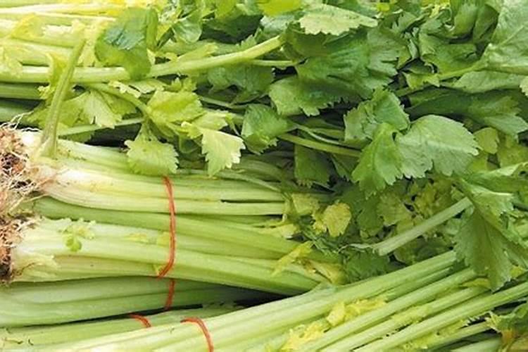 冬天芹菜冲施什么肥料