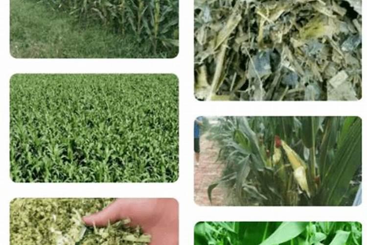 玉米用什么肥料好