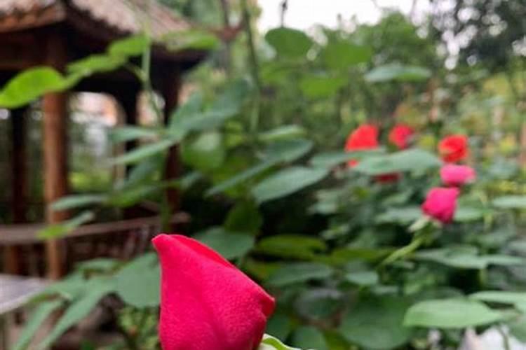 茶梅有花苞了能喷叶面肥吗