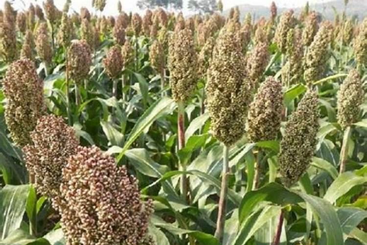 甜高粱种植历史悠久,甜高粱种植要怎么管理好？