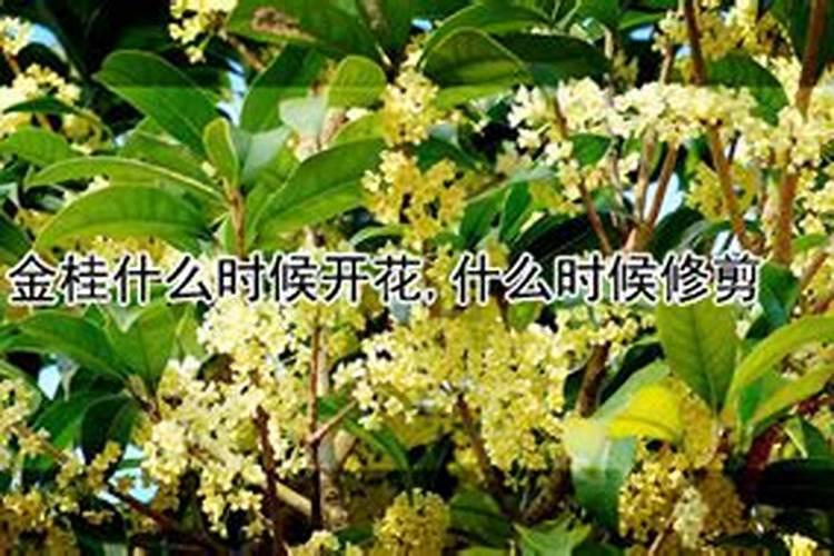 金桂的养殖方法及注意事项