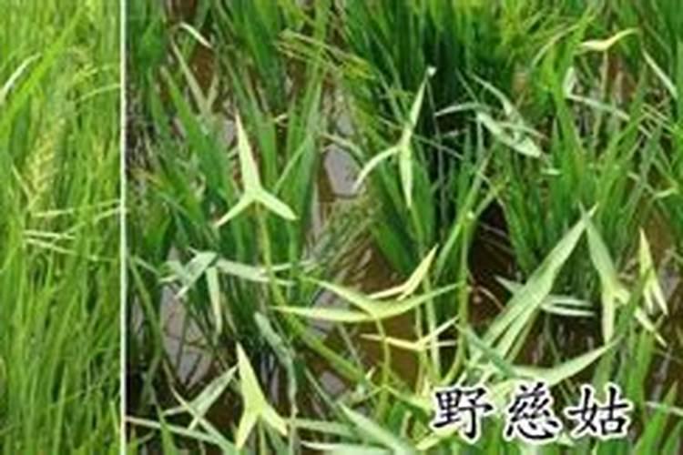 农村种植水稻时,撒播后几天打封闭药？有具体的标准吗？