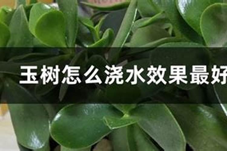 如何使玉树枝干粗壮