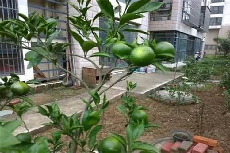 桔子树不开花怎么办,4种解决方法使其快速开花
