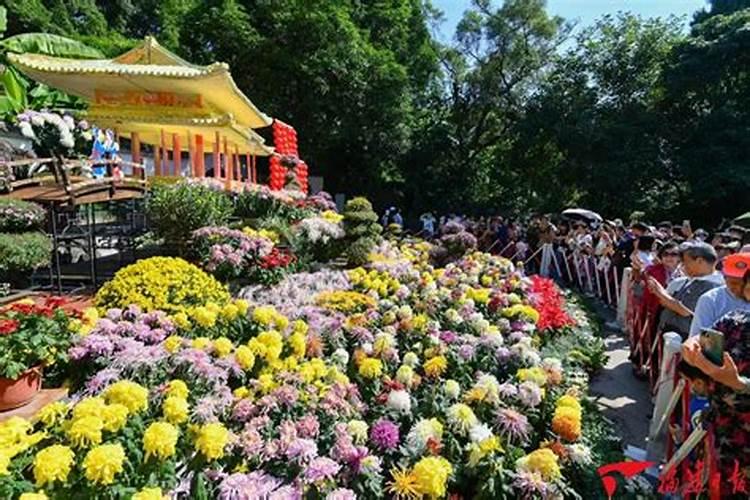 钙叶面肥对菊花起什么作用？