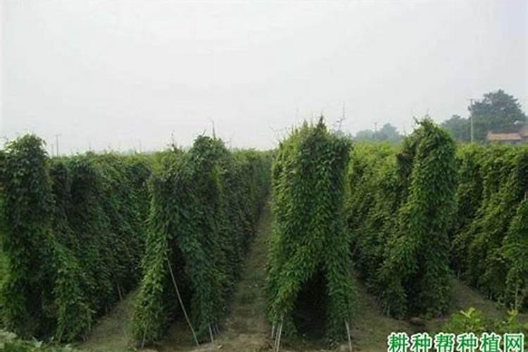 罗布泊水溶肥对山药种植有什么具体效果？