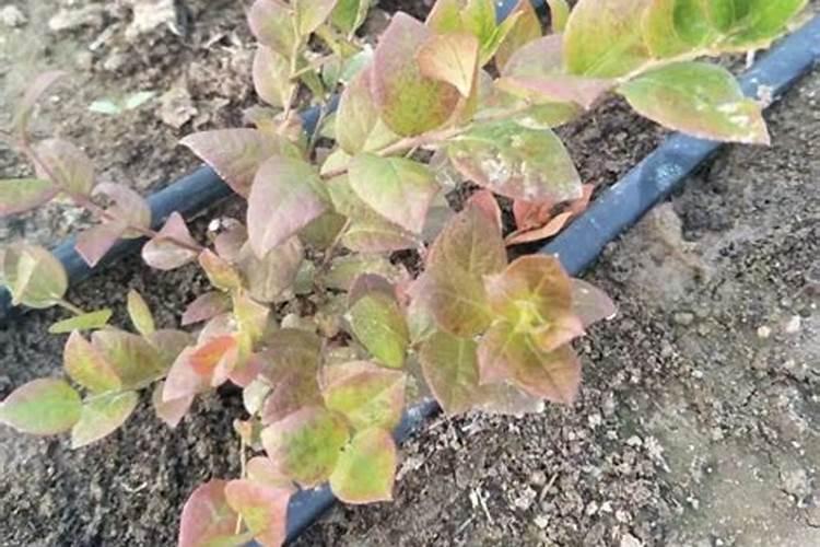 蓝莓能施复合肥吗