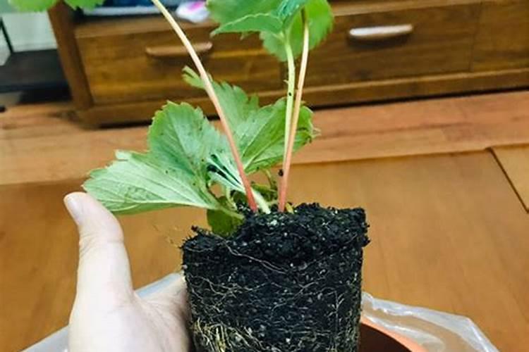 草莓苗这么小就开花了,可以留果