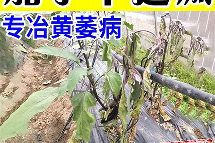 茄子用什么肥料高产