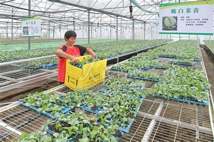 叶菜类植物应适当多施什么肥？