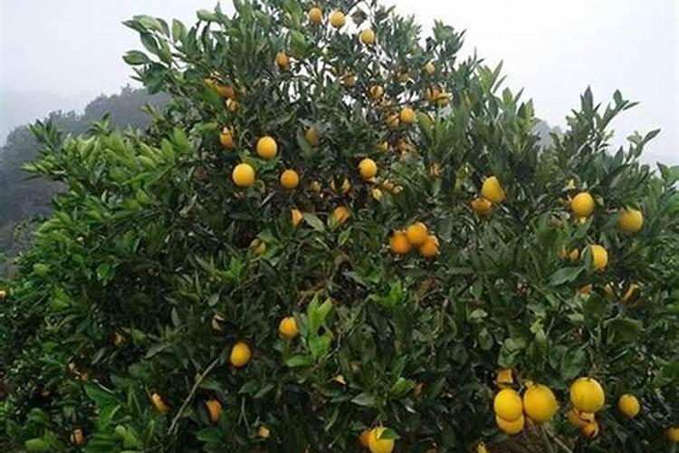 脐橙什么时候施肥能高产 脐橙的施肥方法
