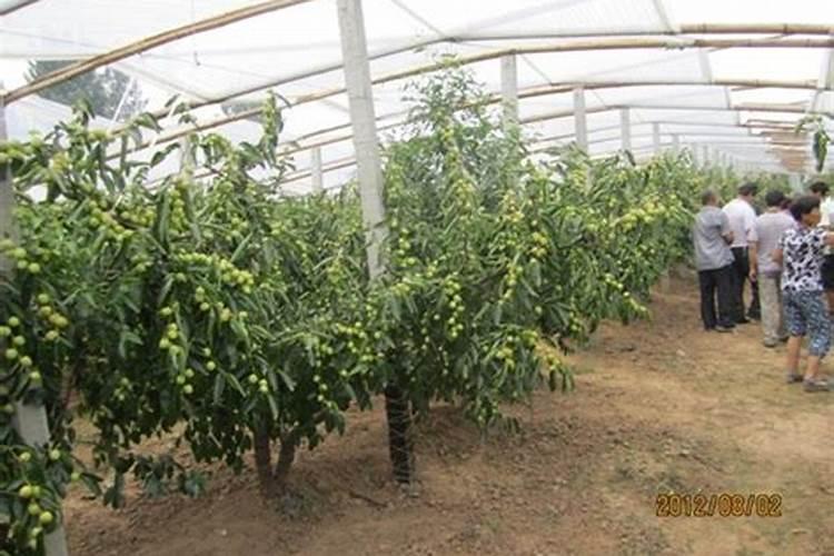枣树什么时候施肥最好 枣树的施肥时间