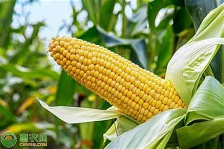 玉米专用叶面肥什么牌子好
