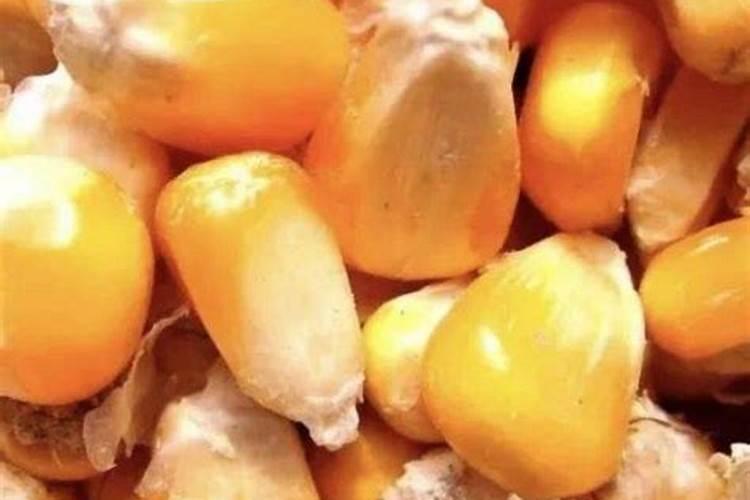 肥料十大名牌玉米专用肥