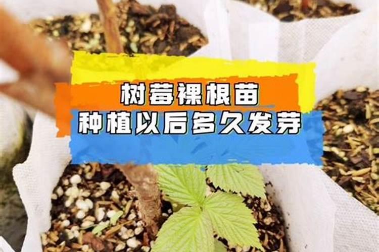 种树莓施什么肥