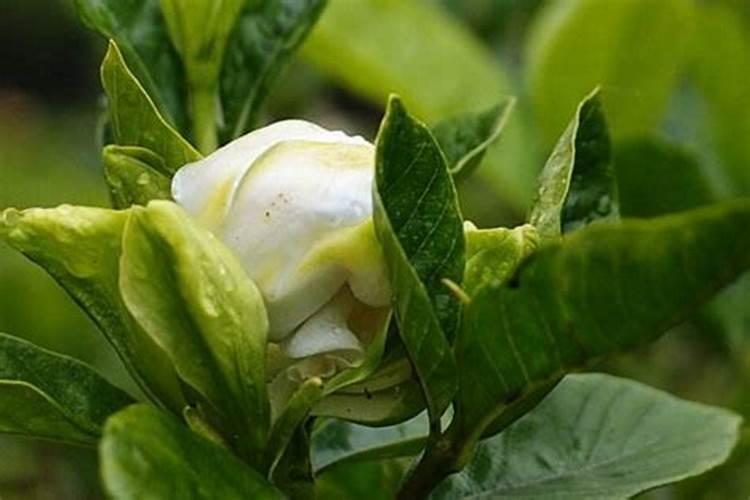 桅子花几天浇一次水？