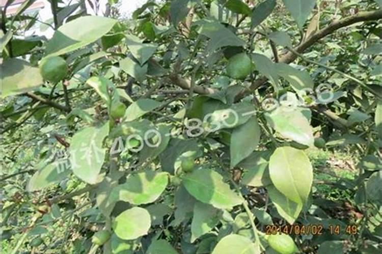 柠檬树用什么肥料好