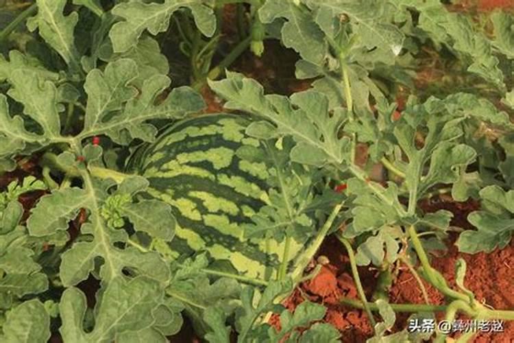 西瓜什么时候施硼肥