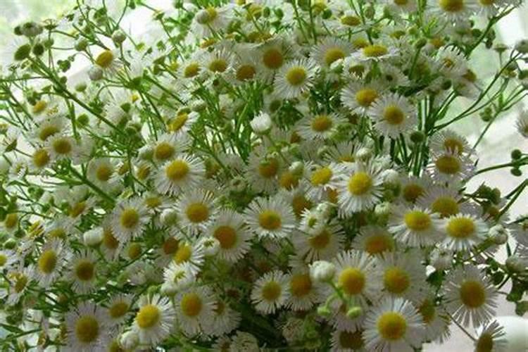 雏菊花期到了,当前该怎样养护才能让它花开得更多,花色更艳丽？