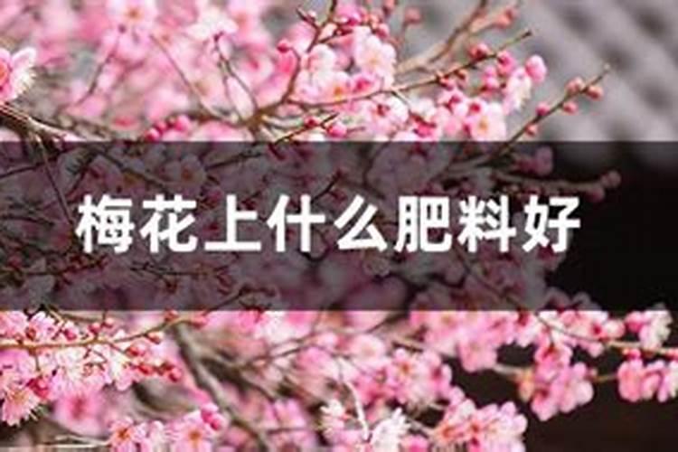正确养梅花方法