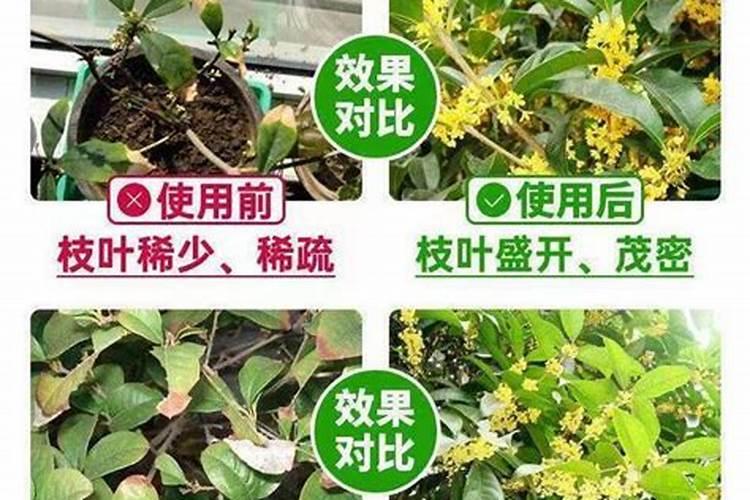 桂花怎样追肥