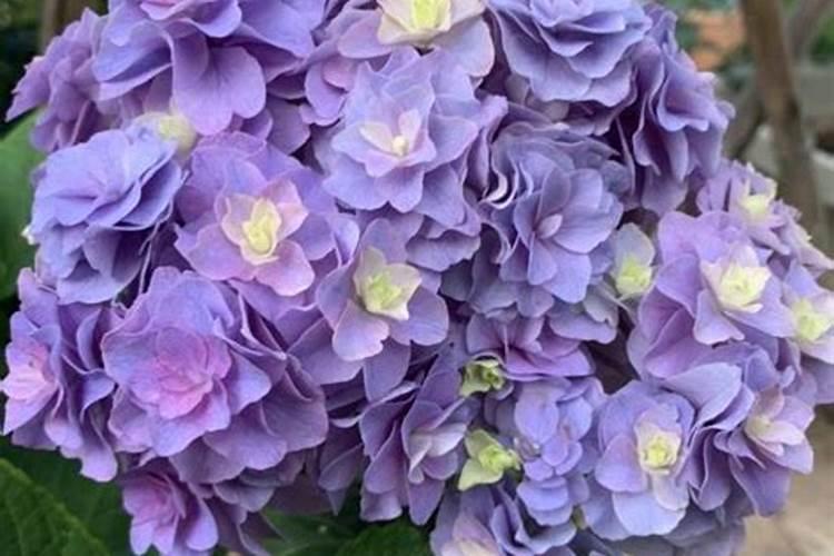 绣球花打花苞后,应该怎样正确施肥？