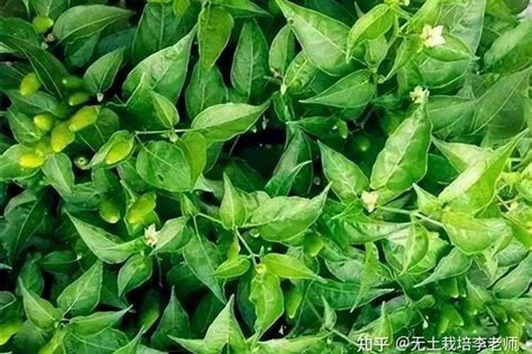 辣椒生长阶段各个时期的施肥