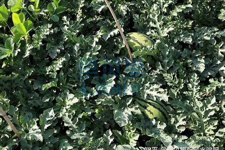 西瓜什么时间种植最好 用什么肥料产量高