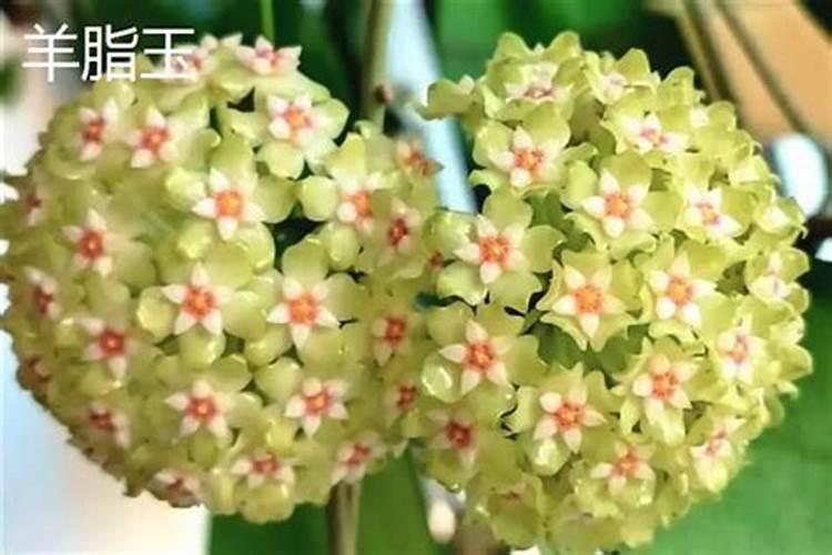 球兰花施肥用什么肥料能开花,什么时候施肥最好
