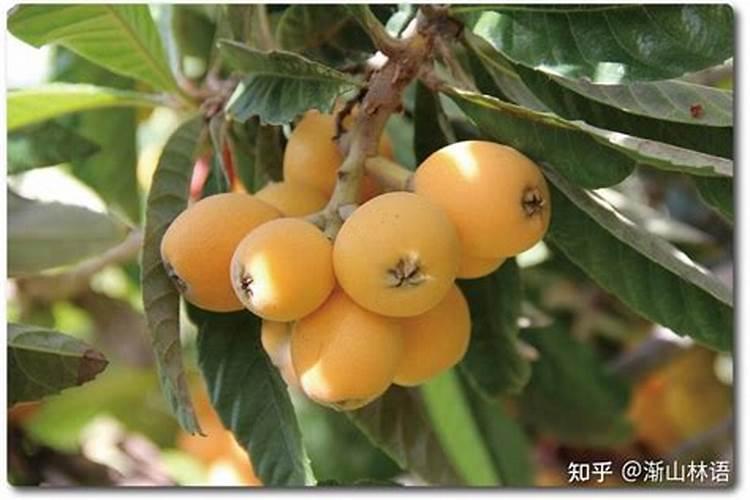 怎样能让枇杷的果又大又甜？枇杷增甜施肥哪种叶面肥效果好
