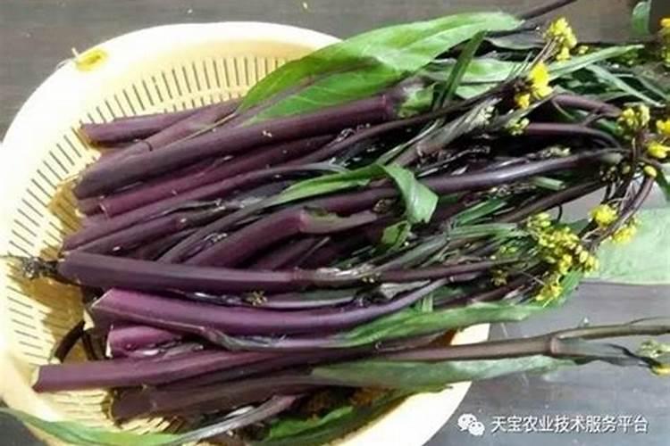 青菜苗怎么种？