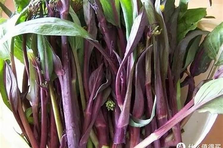 红菜苔施什么肥料好,红菜苔施肥注意事项