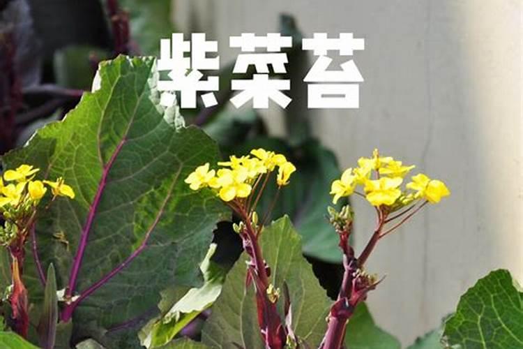 青菜苗怎么种？