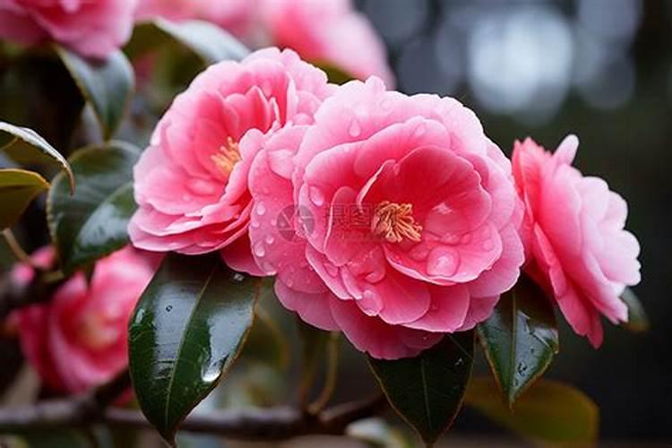 茶花树如何施肥