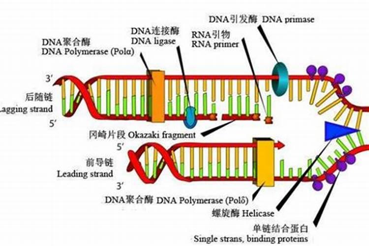 为什么种植户青睐含氨基酸水溶肥？含氨基酸的水溶肥的功效