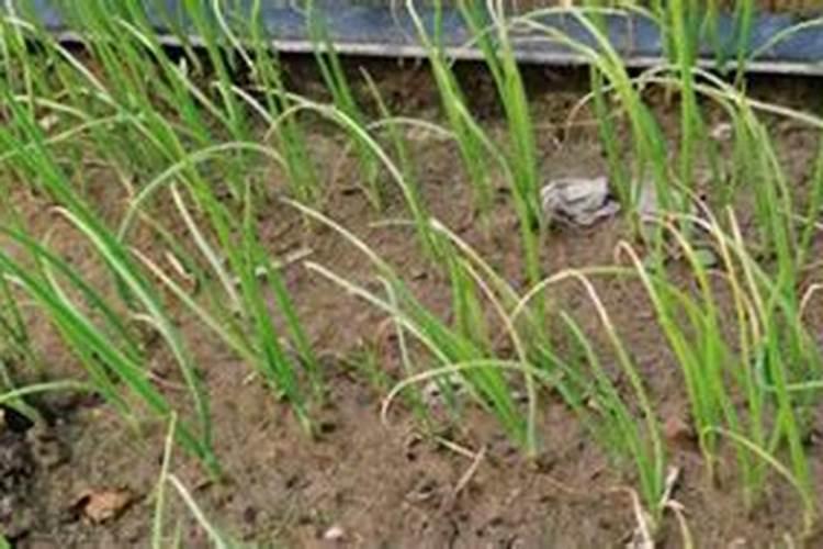 葱要施什么肥料才长得好