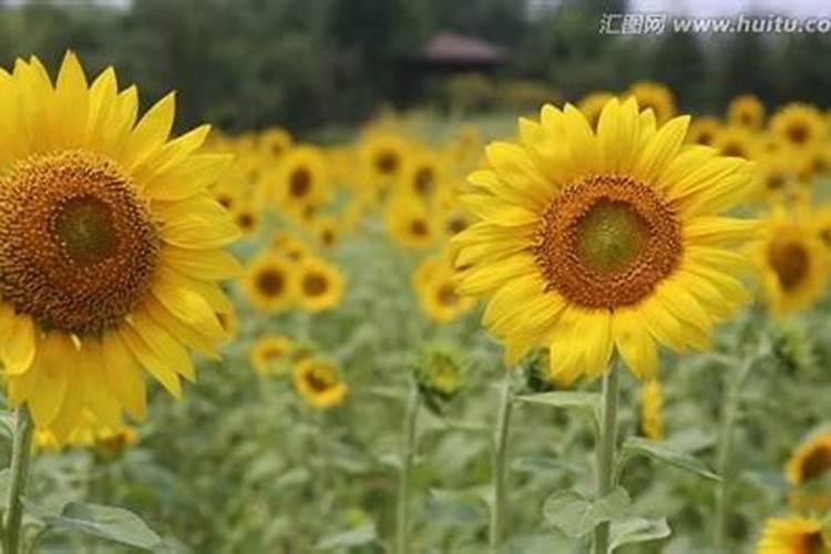 向日葵需肥详细规律花卉百科