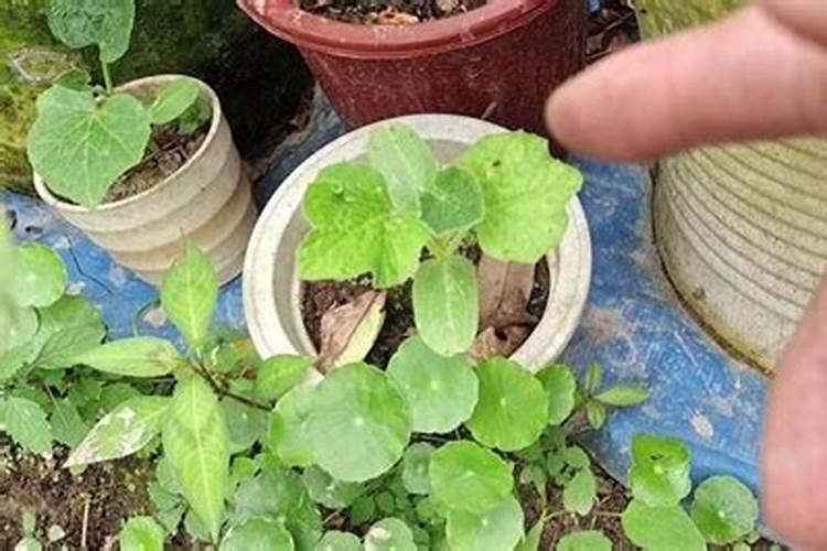 手捻葫芦用什么肥料好