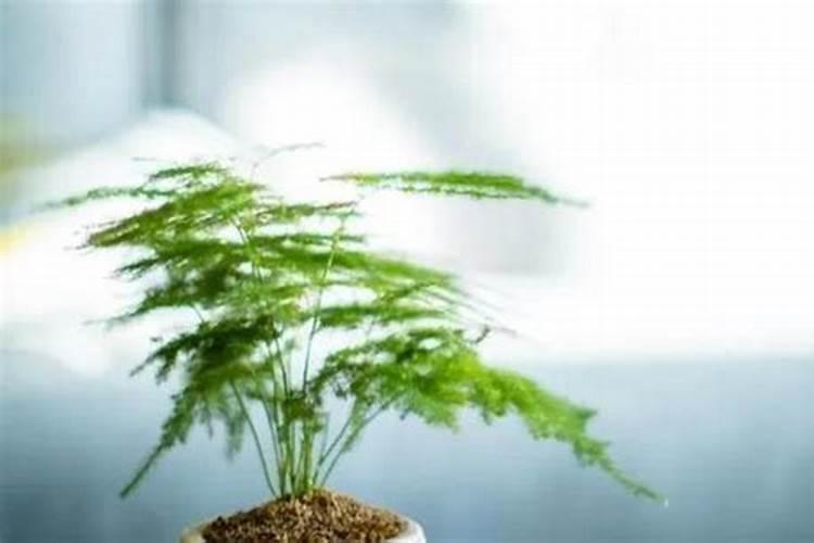 绿萝的营养土能种植文竹吗？我上个月把绿萝的营养土,施加在文竹盆景中...