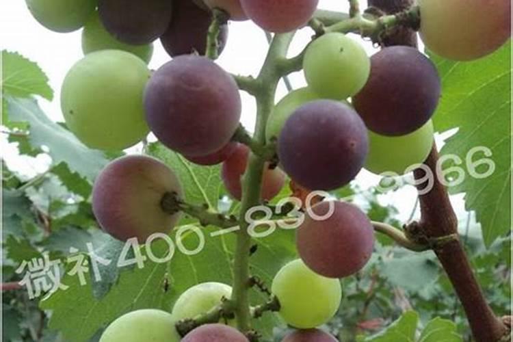 葡萄转色期用高磷肥能行不葡萄上色期用什么肥料好