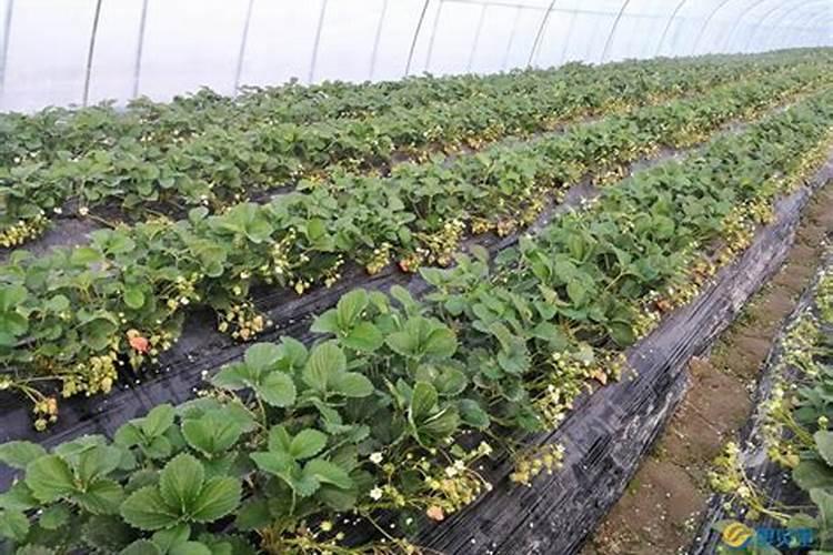 草莓各个时期的施肥方案 什么时候冲高磷肥
