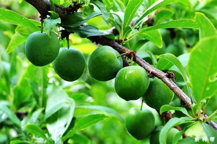 李子树打什么药保花保果