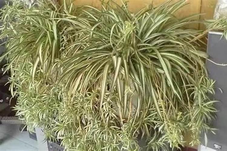 鸡蛋壳可以直接放花盆里吗 鸡蛋清可以当花肥吗