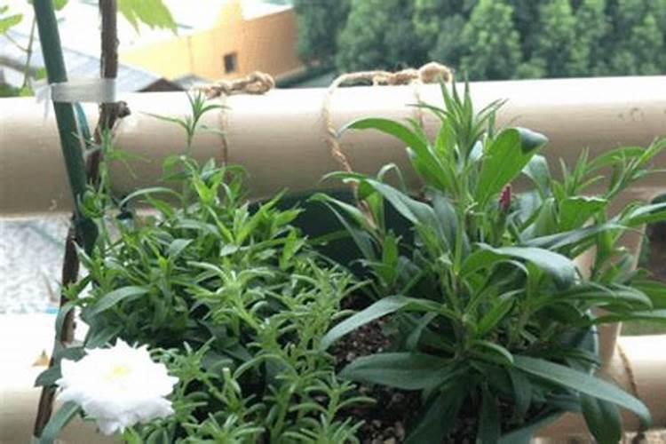 鸡蛋壳可以直接放花盆里吗 鸡蛋清可以当花肥吗