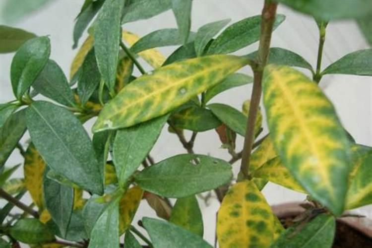 植物叶子发黄用什么肥,需及时的追施氮复合肥