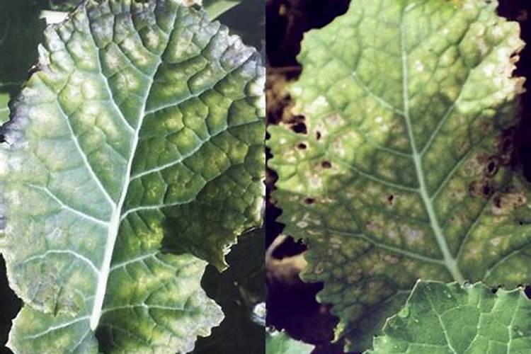 植物水浇多了怎么补救 缺锰缺磷怎么办